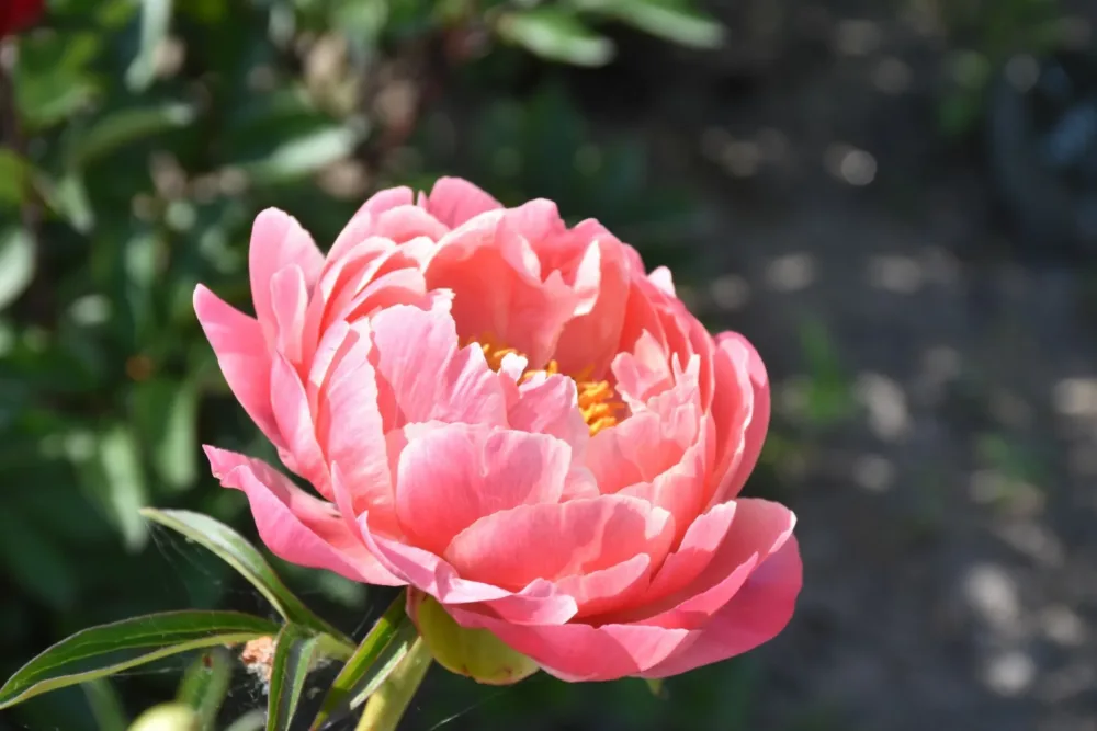 Coral Charm - Image 5