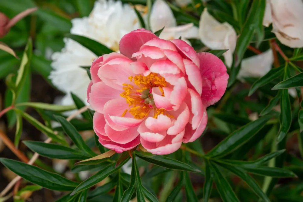 Coral Charm - Image 3