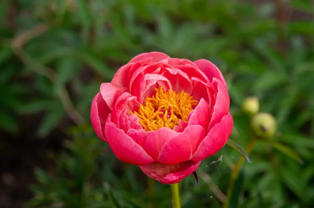 Coral Charm - Image 2