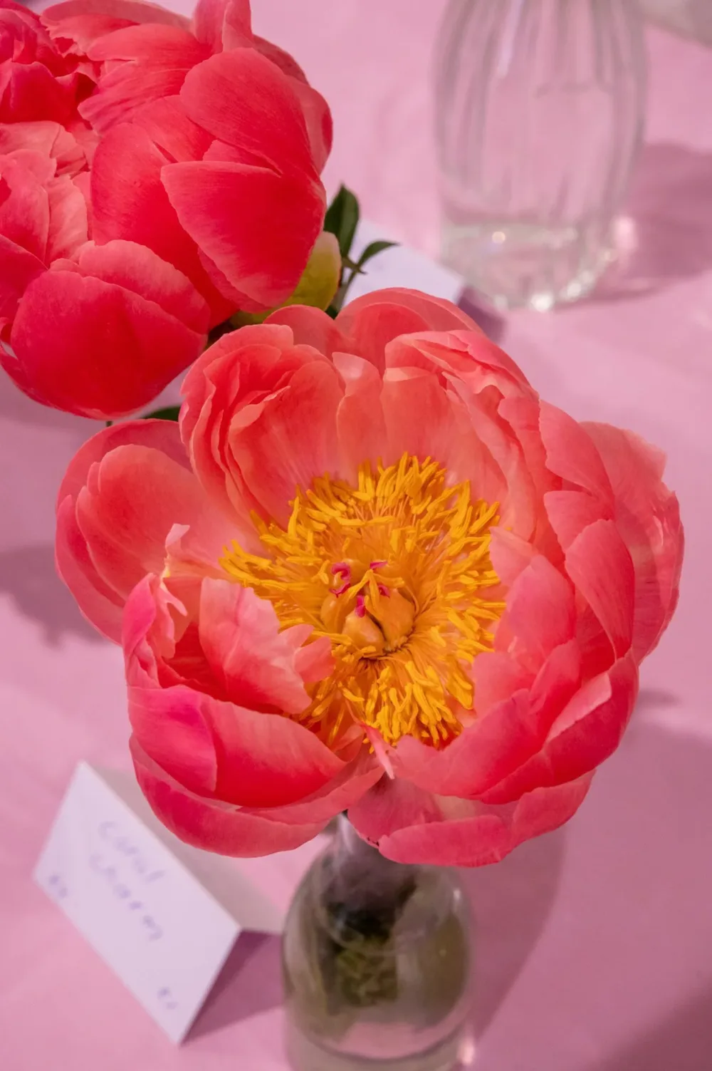 Coral Charm - Image 7