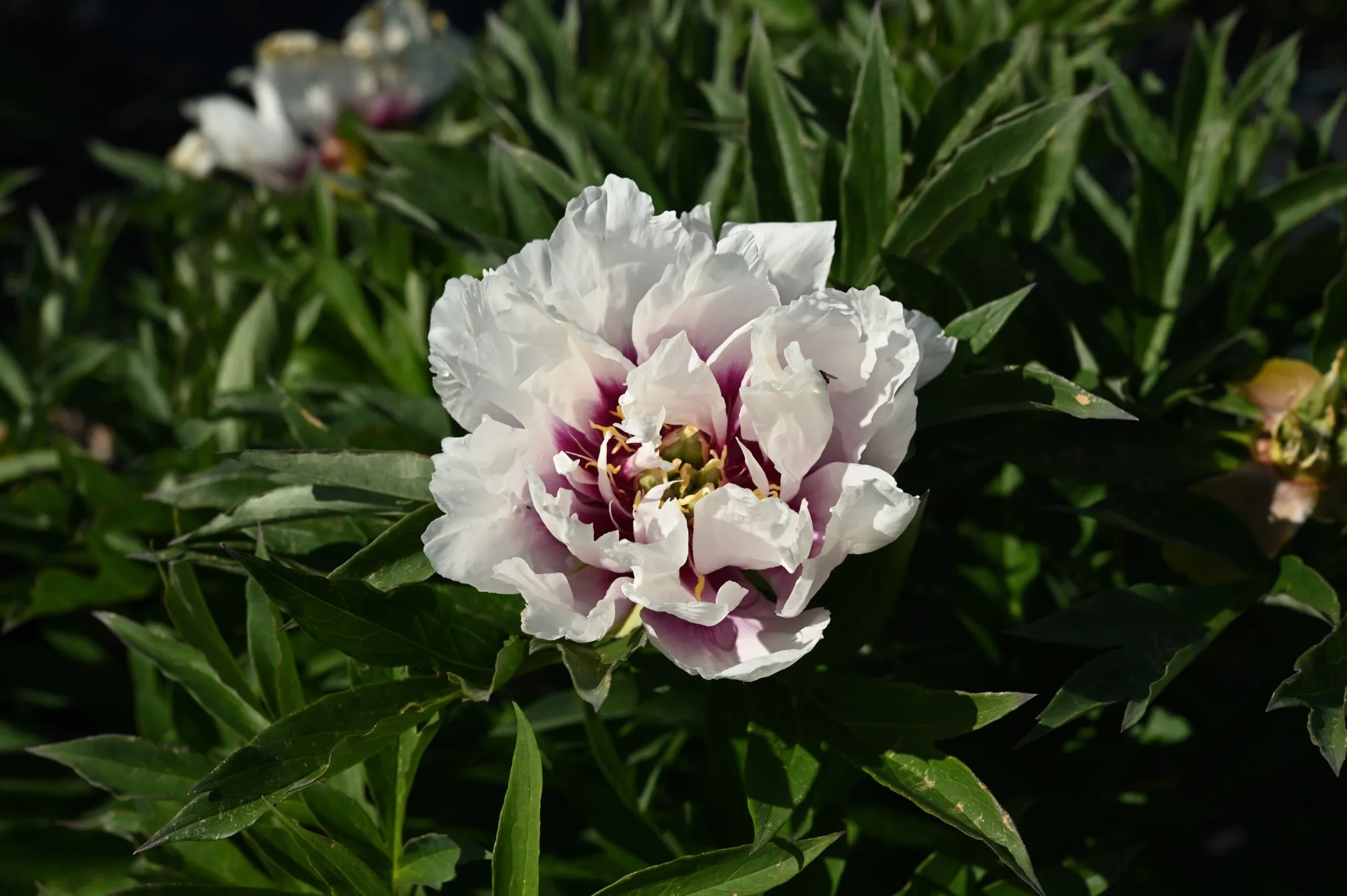 Cora Louise - Image 2