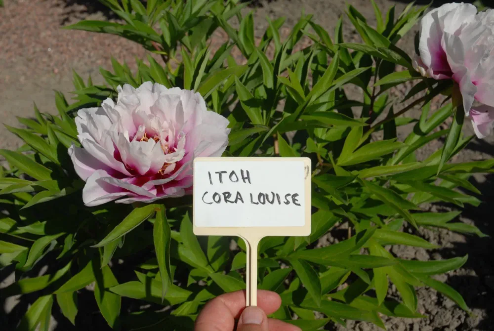 Cora Louise - Image 3