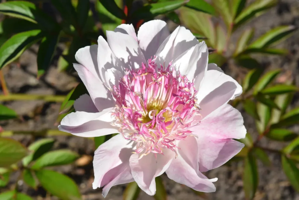 Do Tell - Image 8