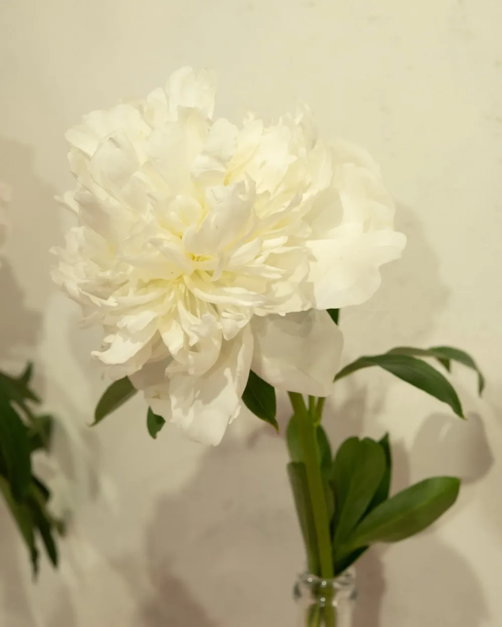 Duchesse de Nemours - Image 8