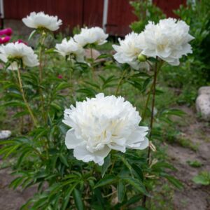 Duchesse de Nemours
