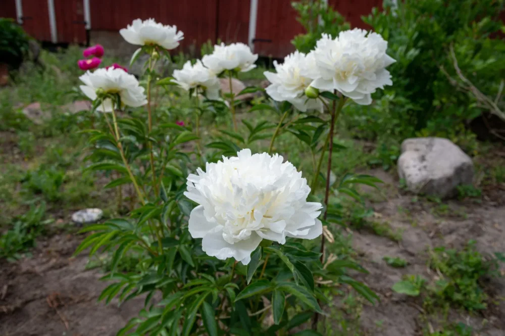 Duchesse de Nemours