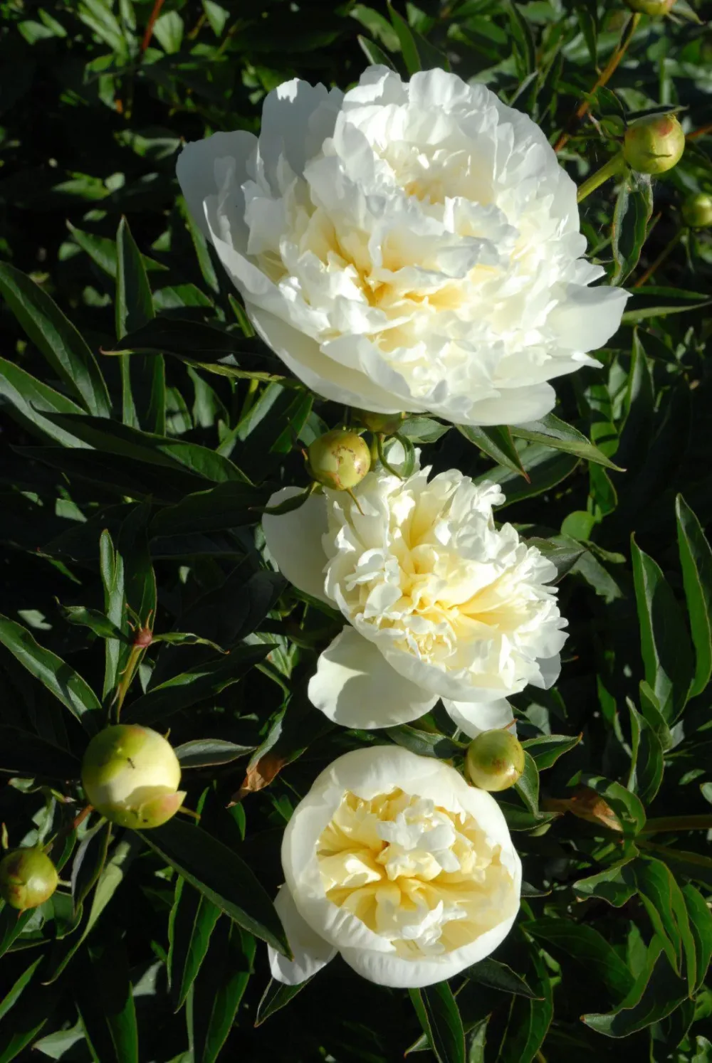 Duchesse de Nemours - Image 5