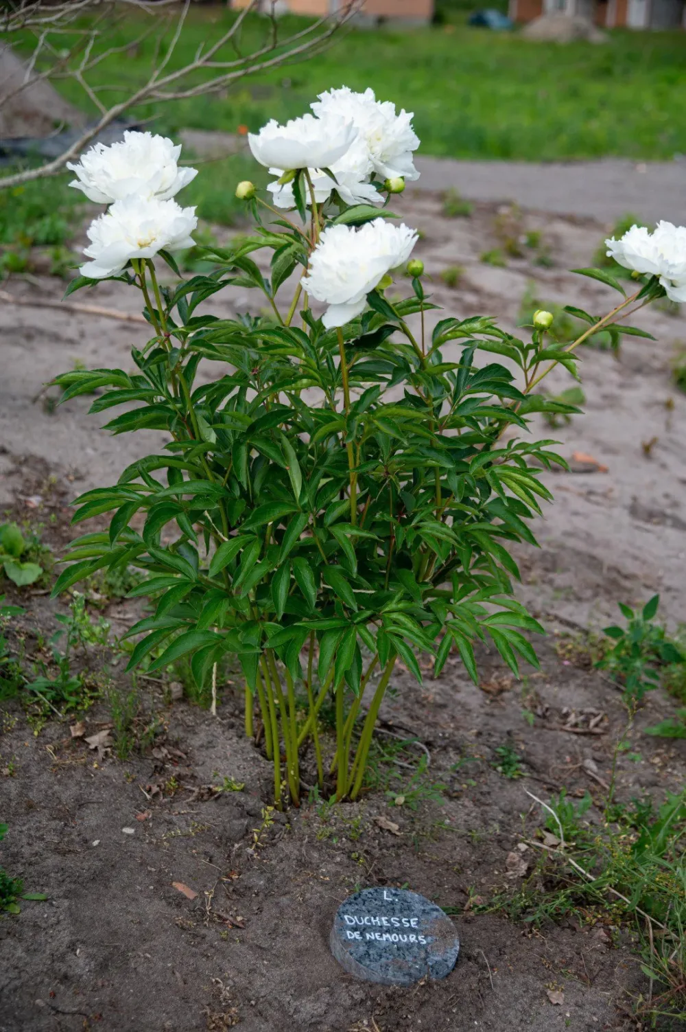 Duchesse de Nemours - Image 3