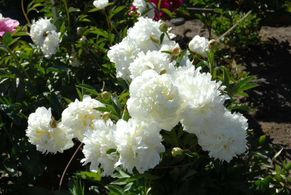 Duchesse de Nemours - Image 2