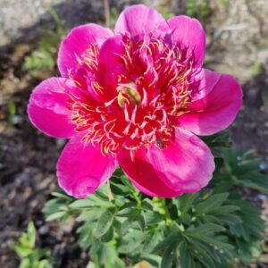Dutch dwarf