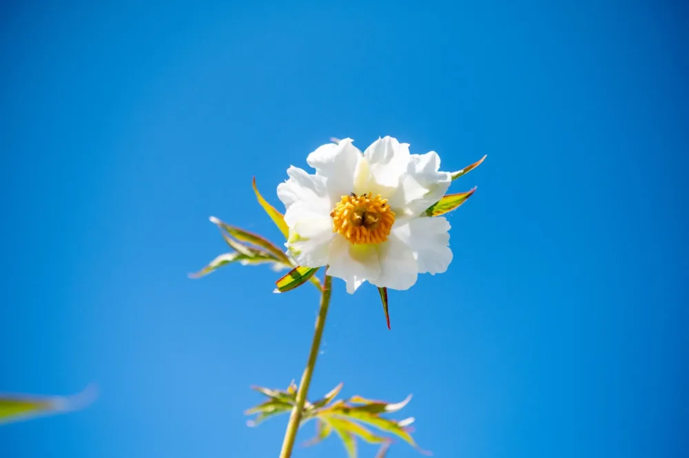 Early Windflower - Image 2