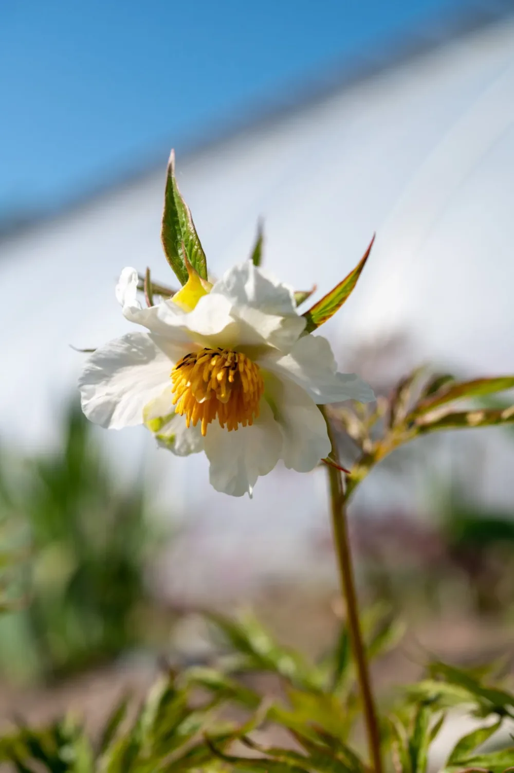Early Windflower - Image 4