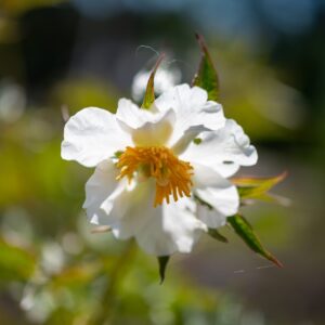 Early Windflower