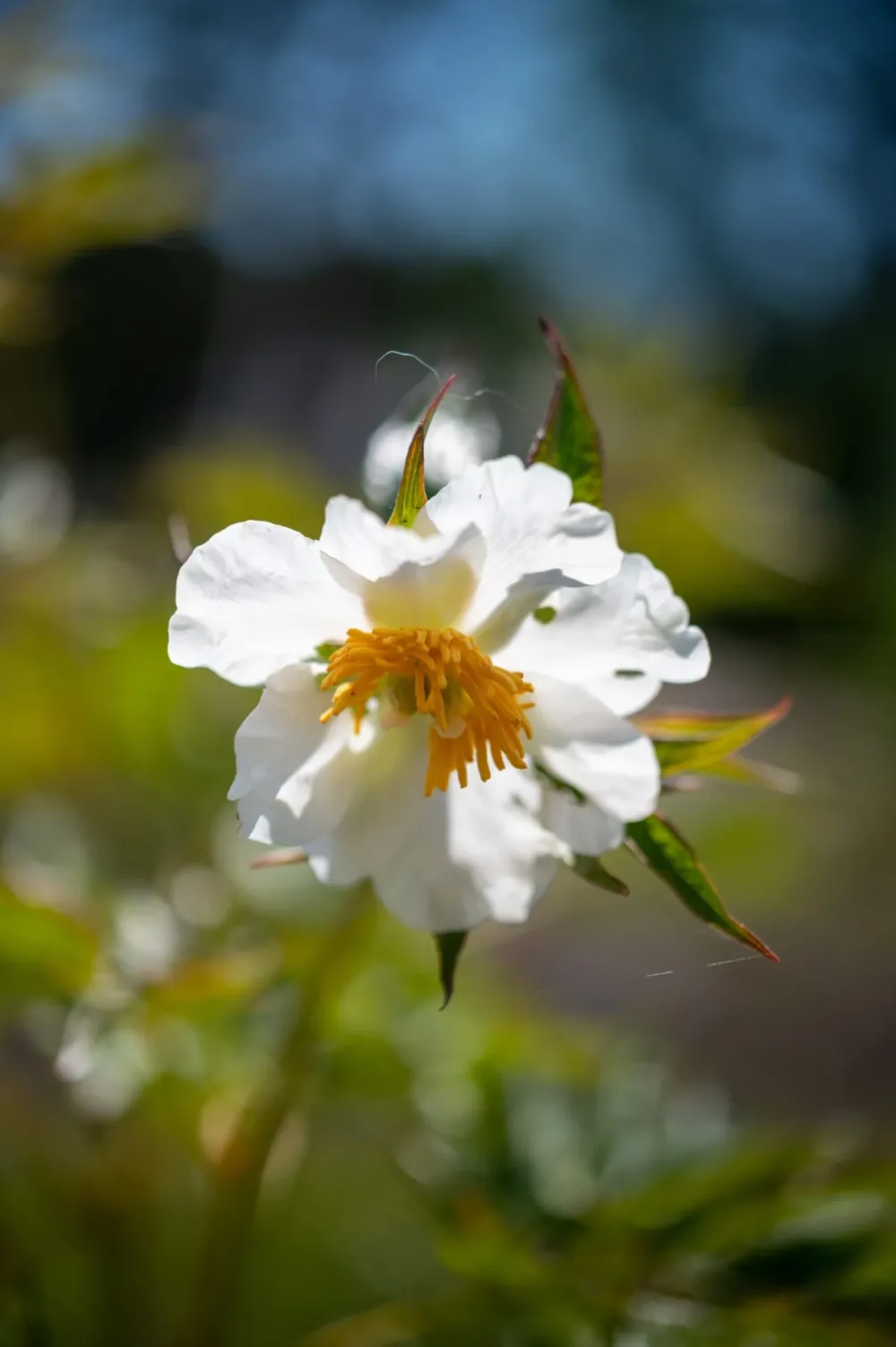 Early Windflower