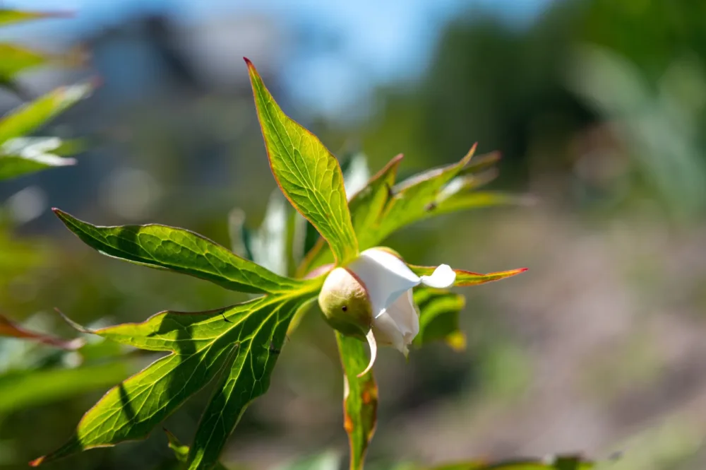 Early Windflower - Image 3