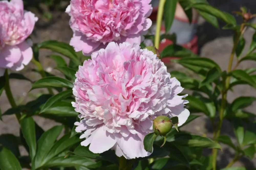 Eden's Perfume - Image 3