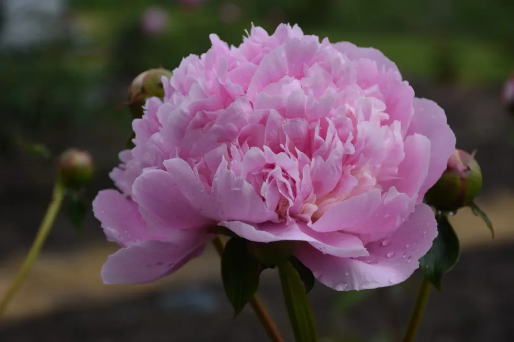 Eden's Perfume - Image 11
