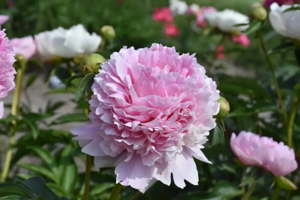 Eden's Perfume - Image 2