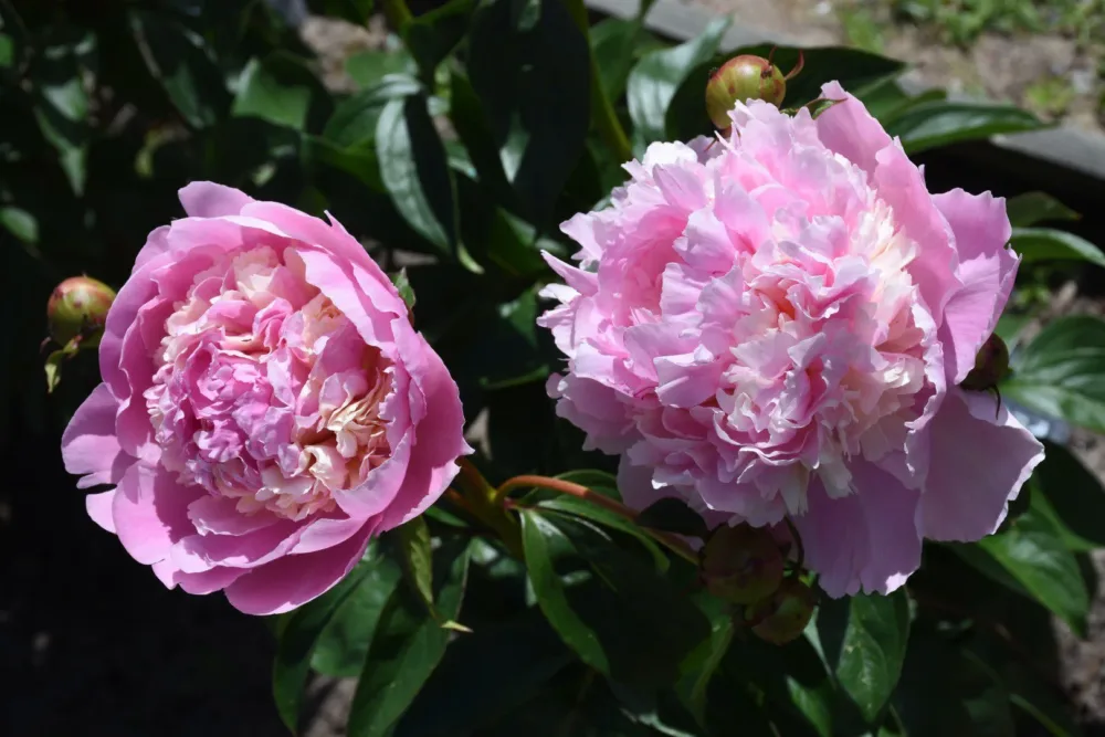 Eden's Perfume - Image 9