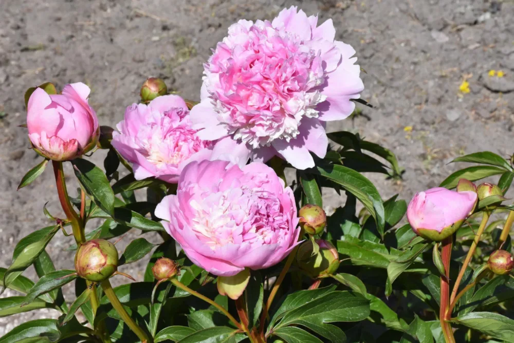 Eden's Perfume - Image 10