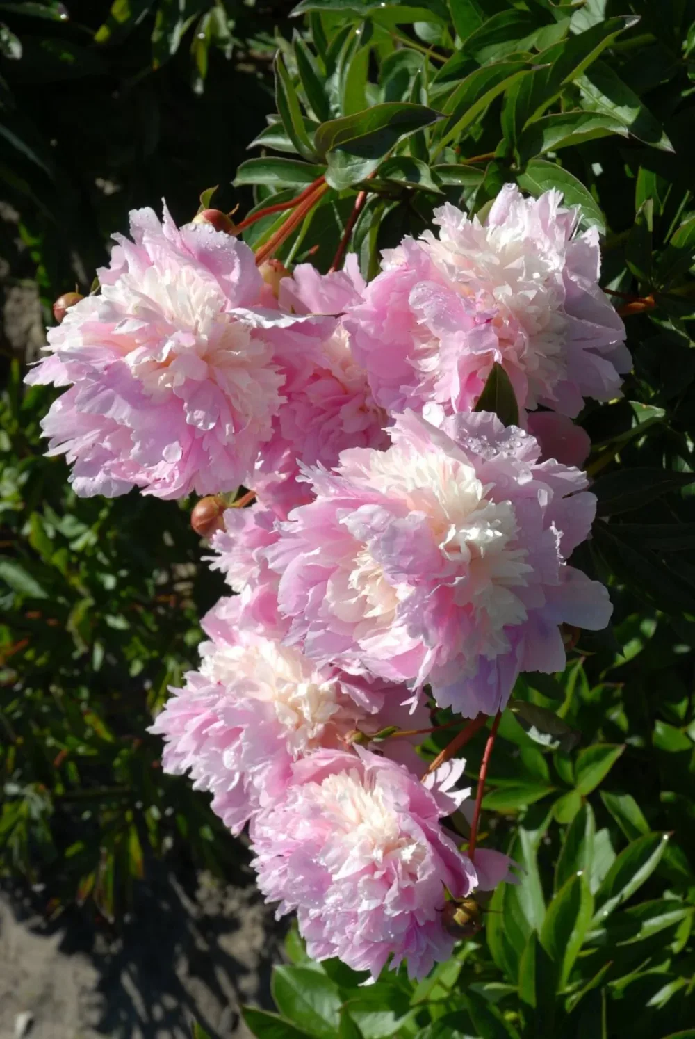Eden's Perfume - Image 6