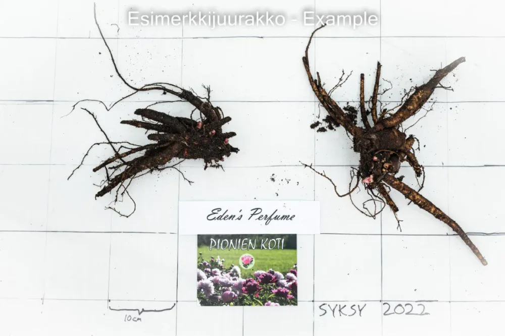 Eden's Perfume - Image 14