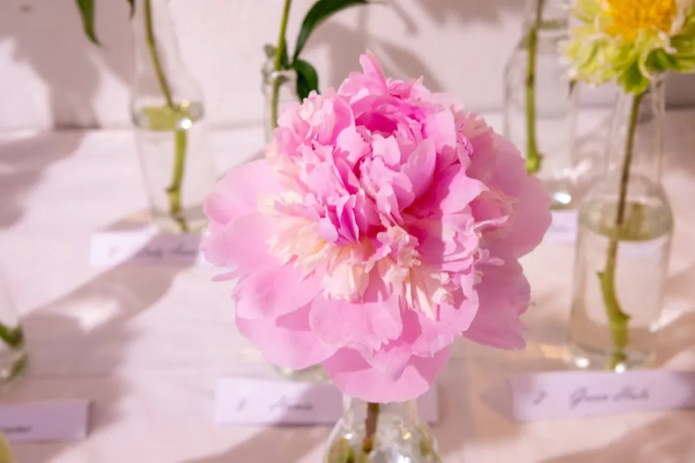Eden's Perfume - Image 8
