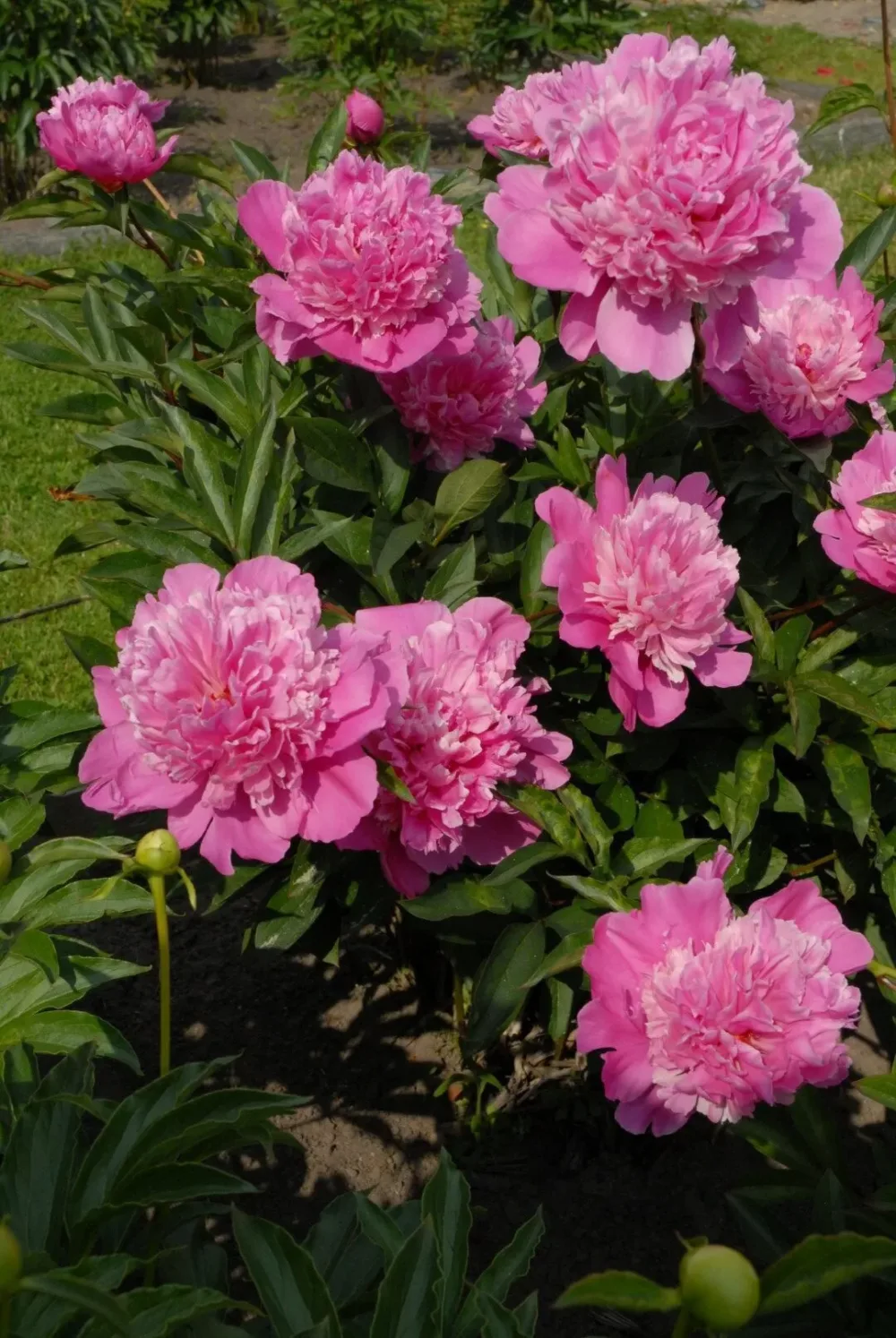 Edulis Superba - Image 5