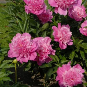 Edulis Superba