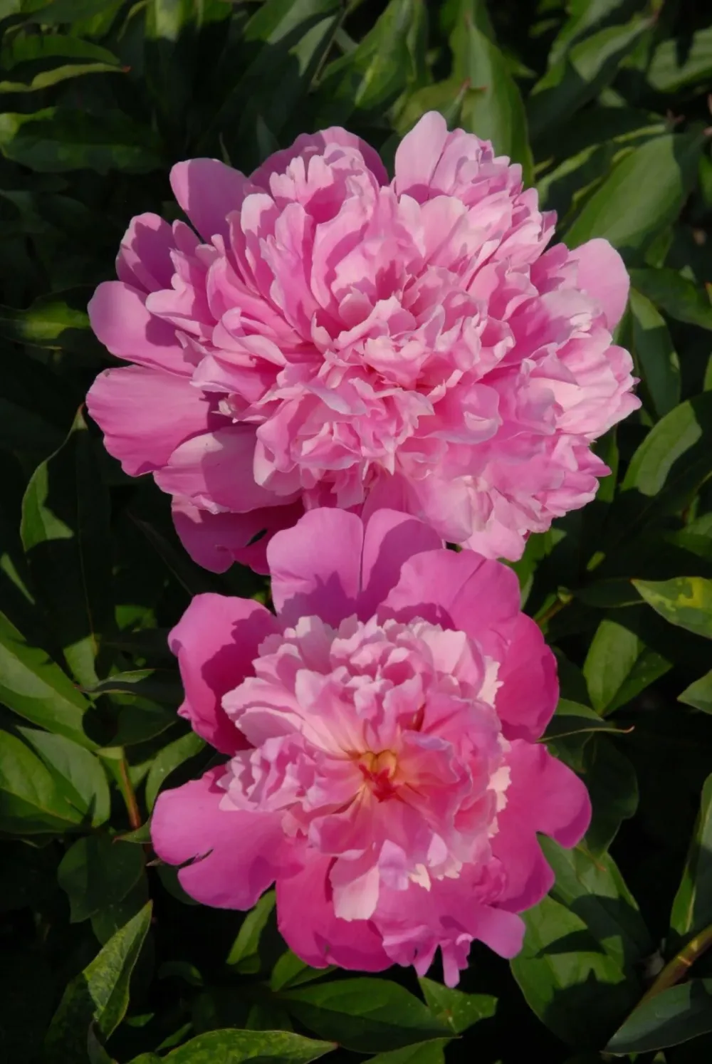 Edulis Superba - Image 4