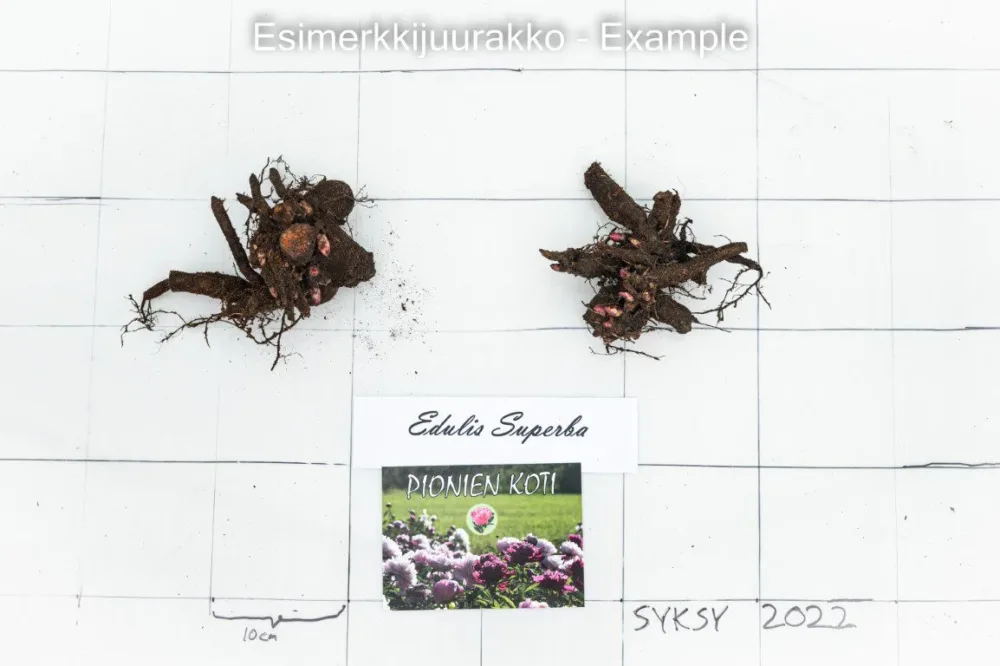 Edulis Superba - Image 10