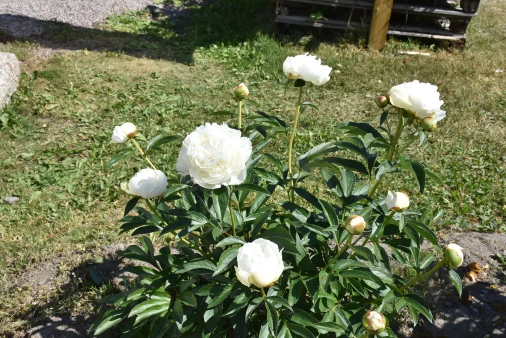 Elsa Sass - Image 6