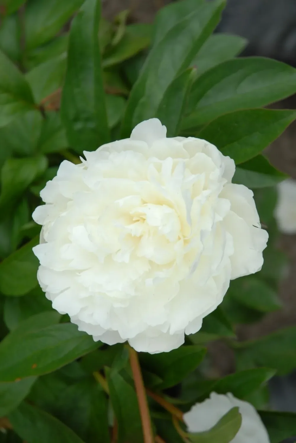 Elsa Sass - Image 9