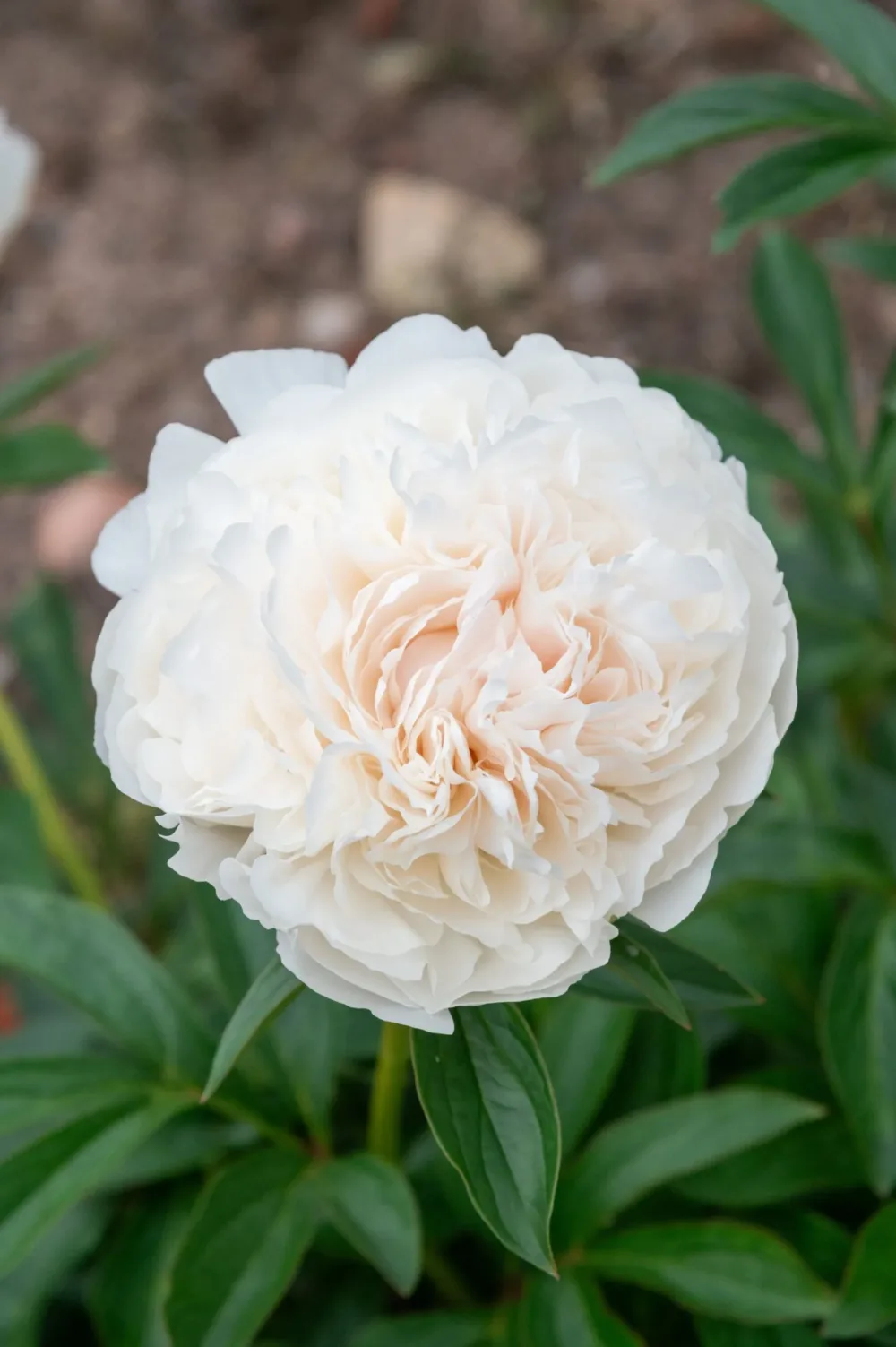 Elsa Sass - Image 14
