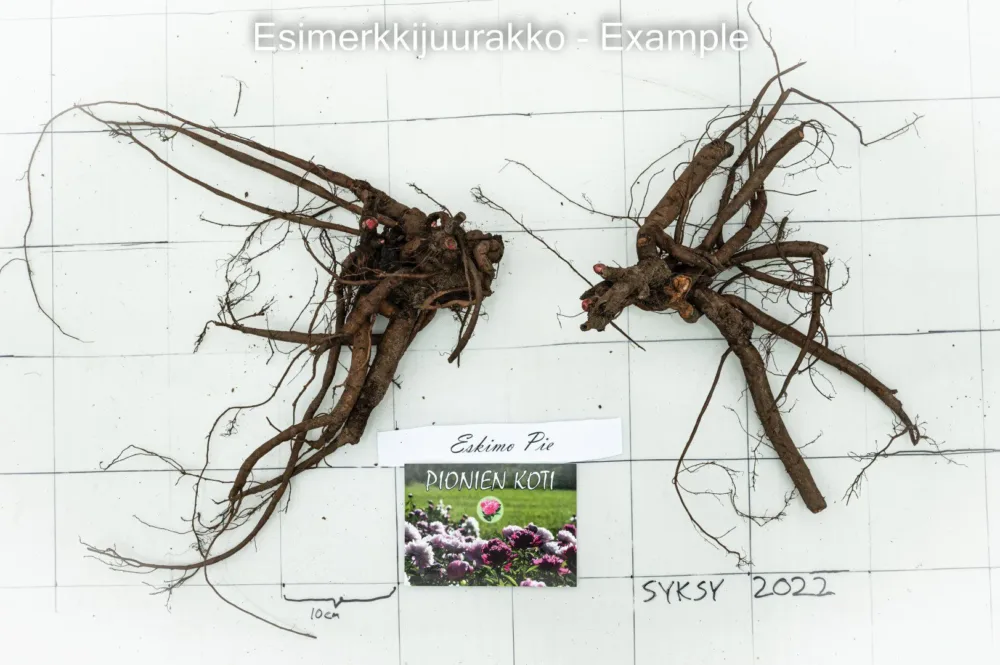 Eskimo Pie - Image 9