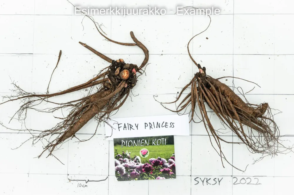 Fairy Princess - Image 7
