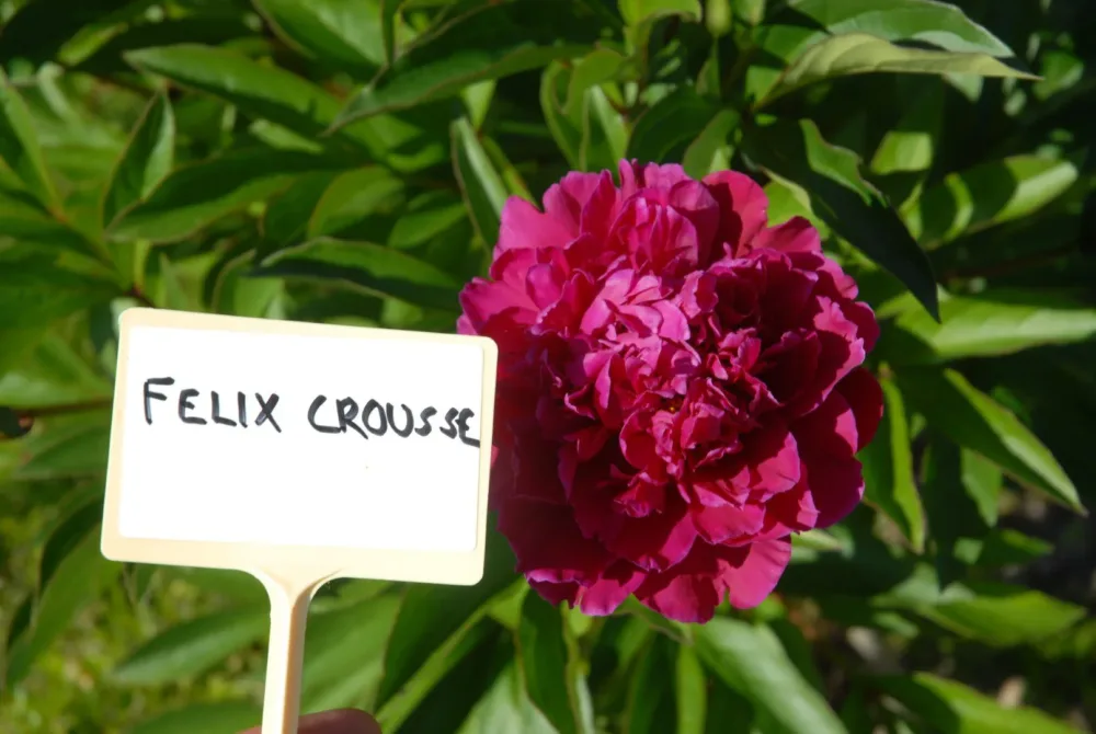 Felix Crousse - Image 4