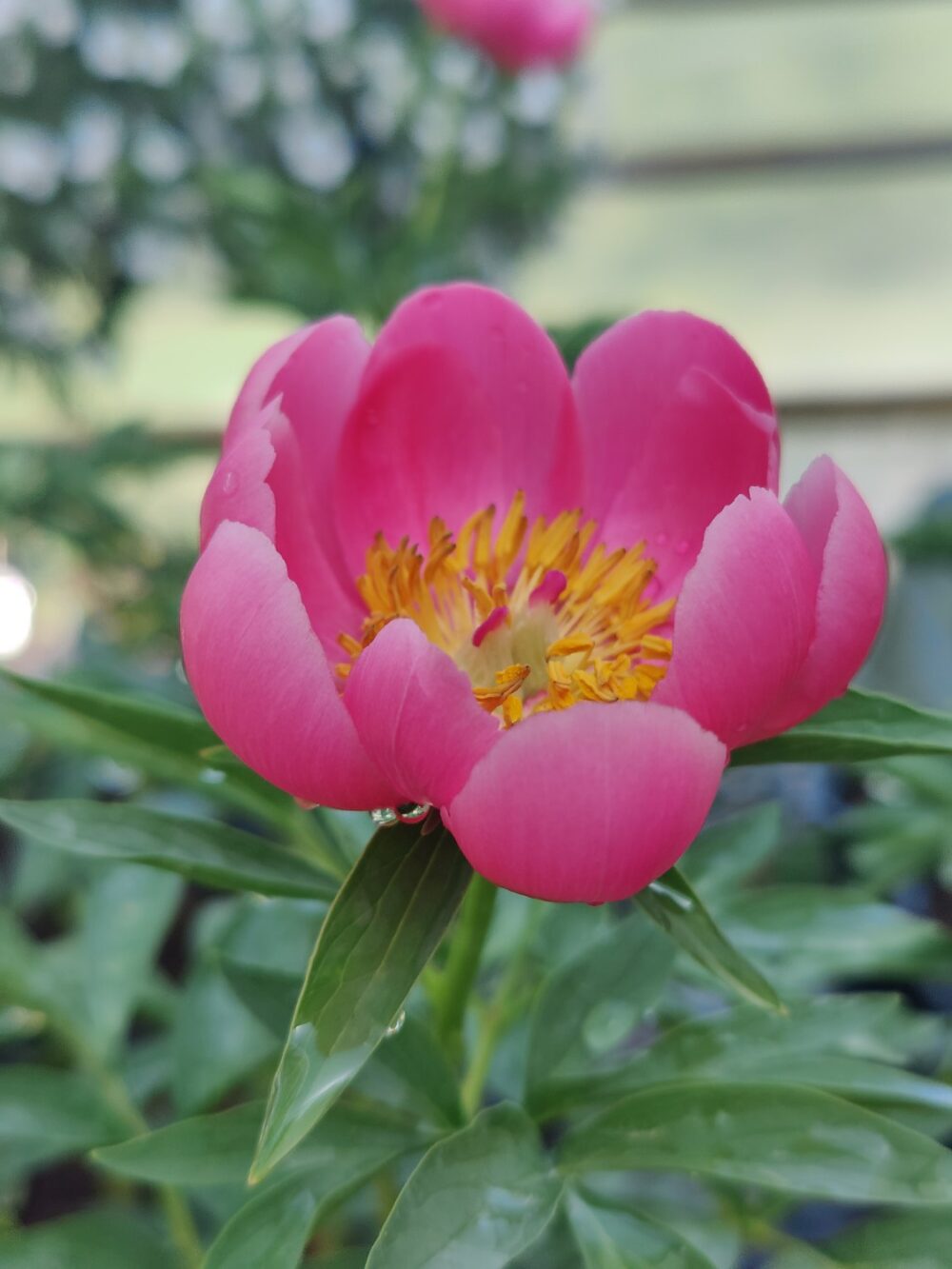 Flame - Image 6