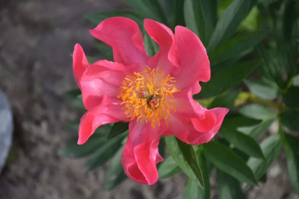 Flame - Image 3