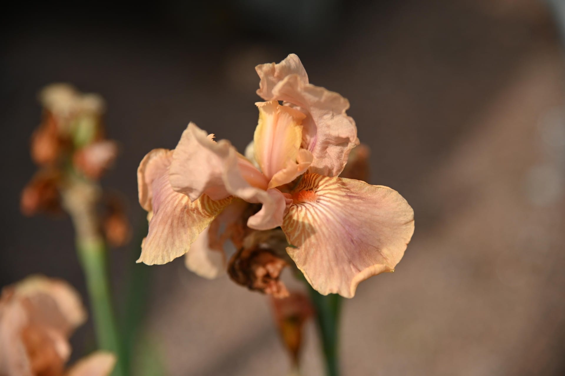 Kurjenmiekka - Flourish - Image 3