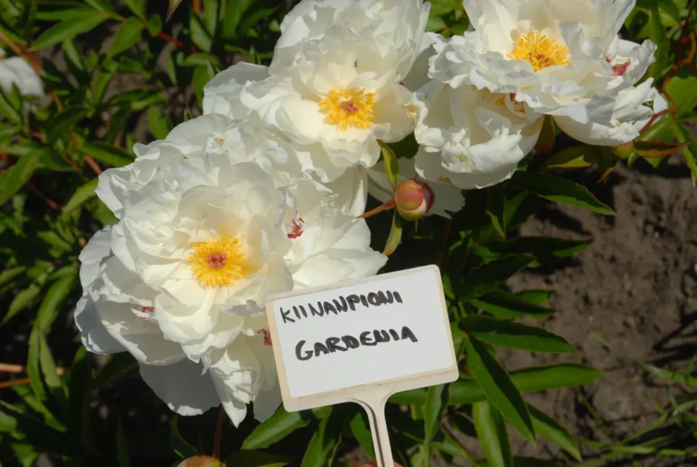 Gardenia - Image 2