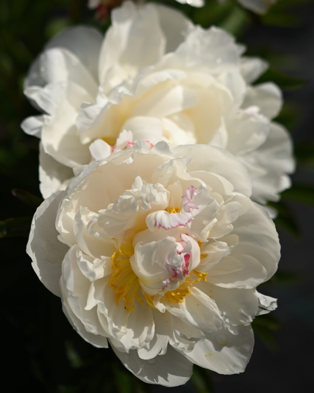 Gardenia