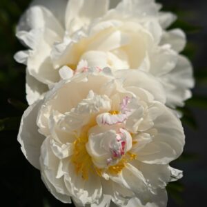 Gardenia