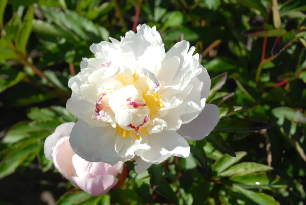 Gardenia - Image 6