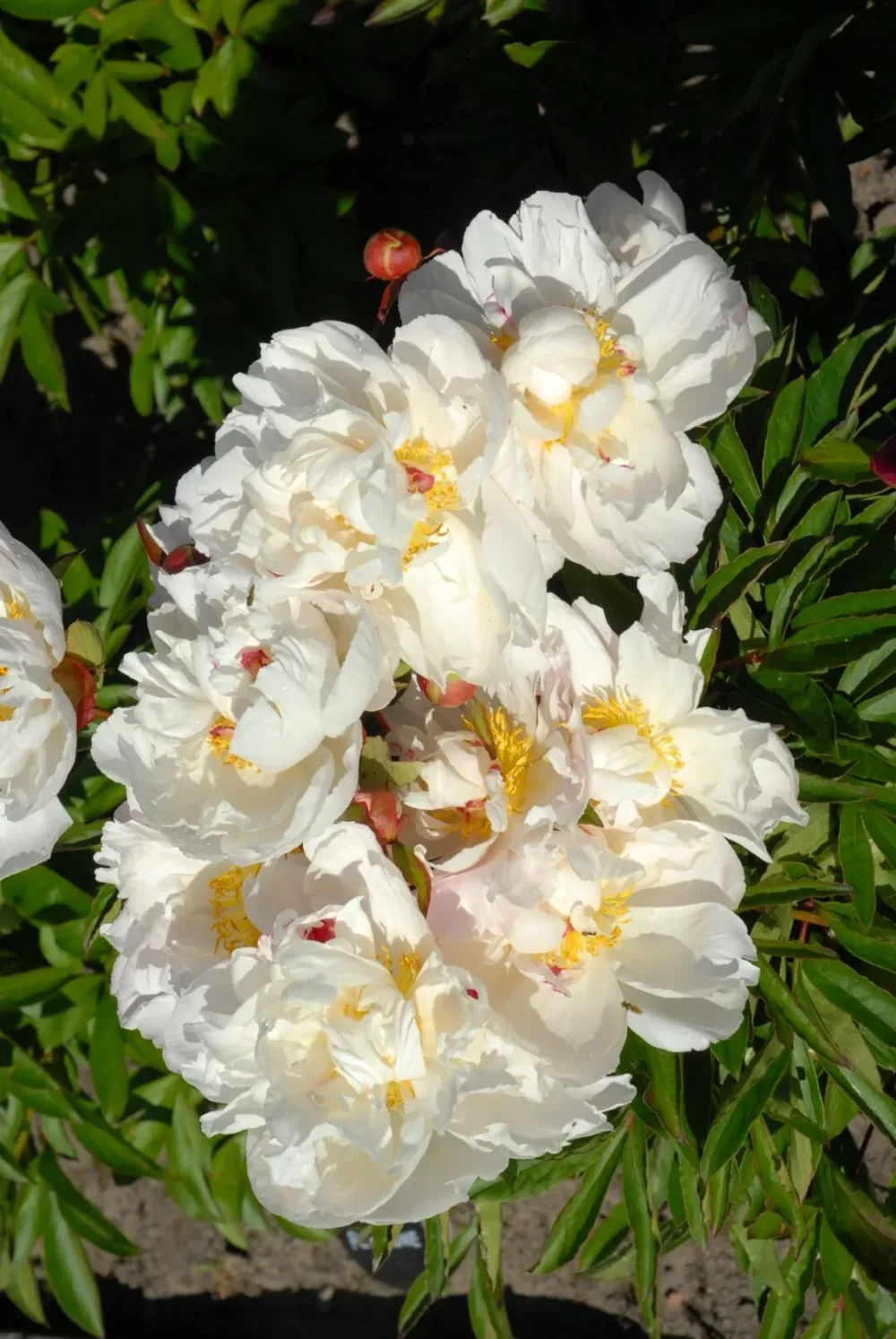 Gardenia - Image 5