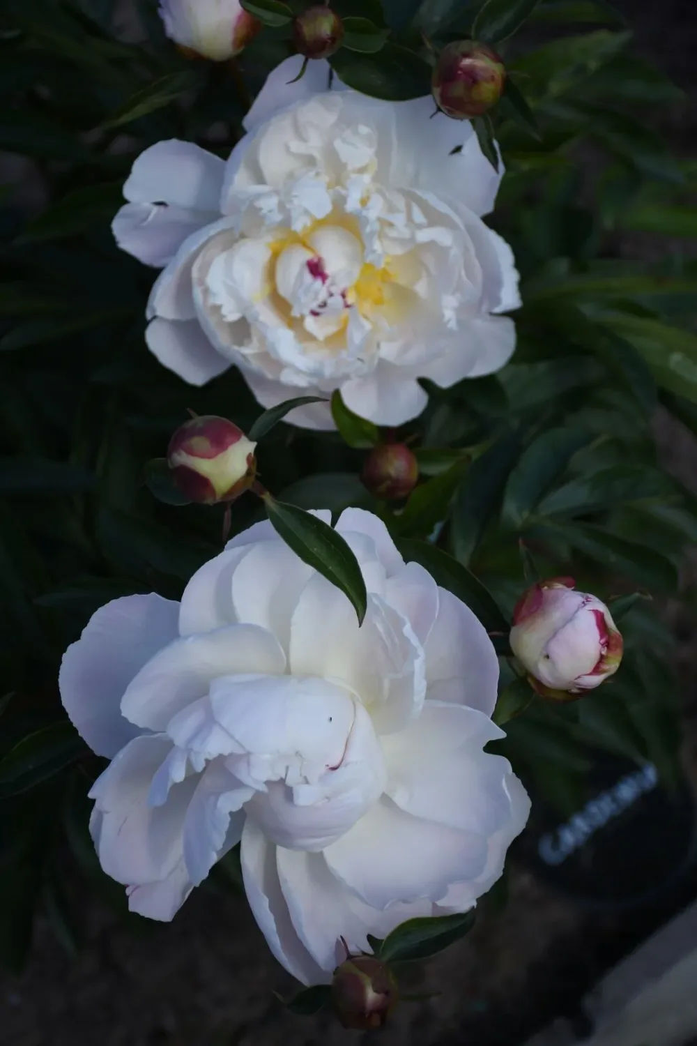 Gardenia - Image 4