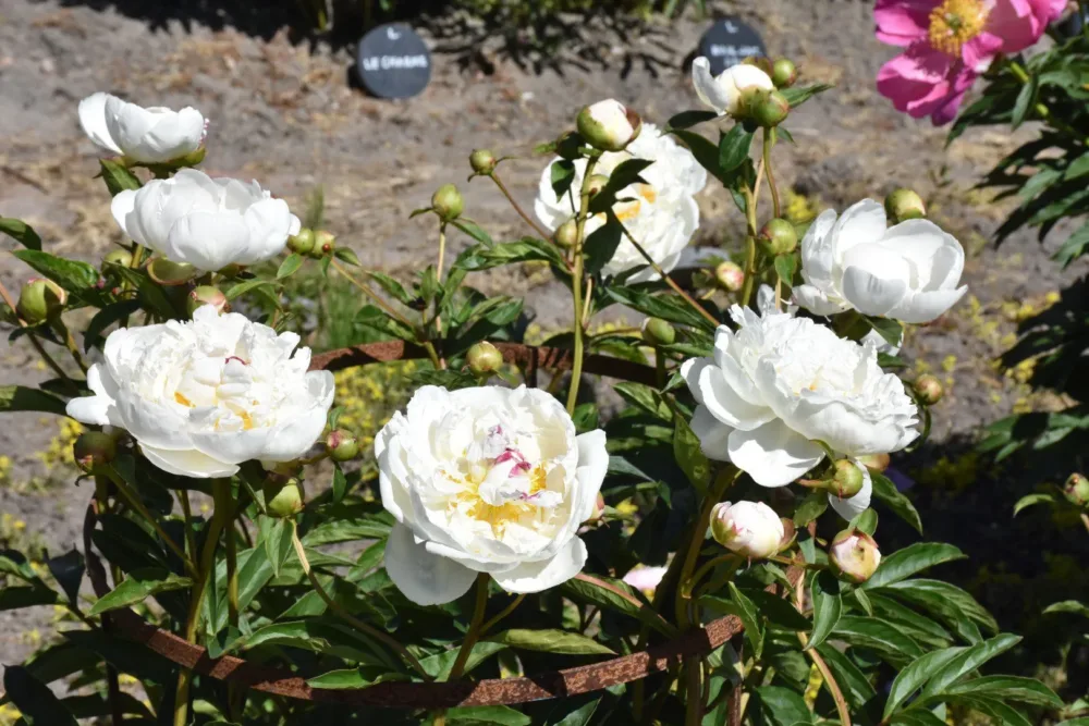 Gardenia - Image 3