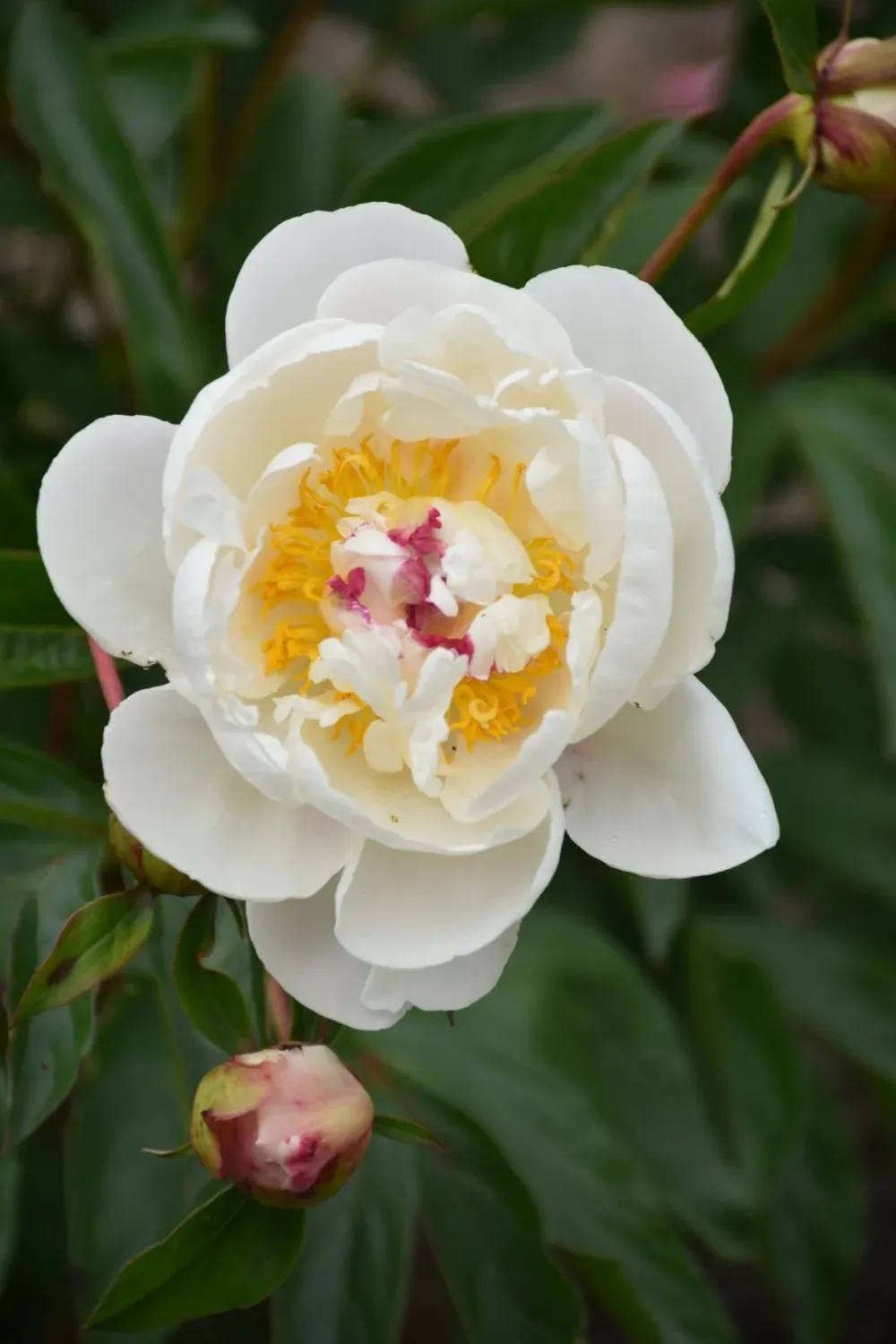 Gardenia - Image 8