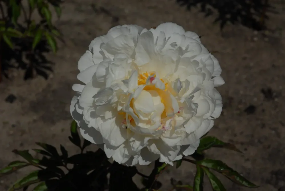 Gardenia - Image 9