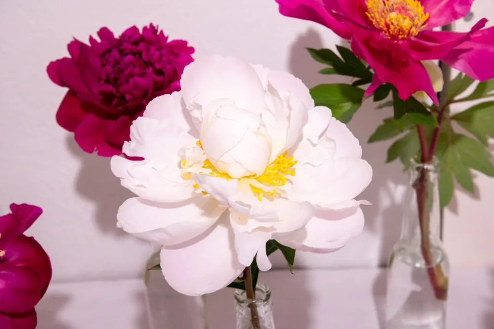 Gardenia - Image 7
